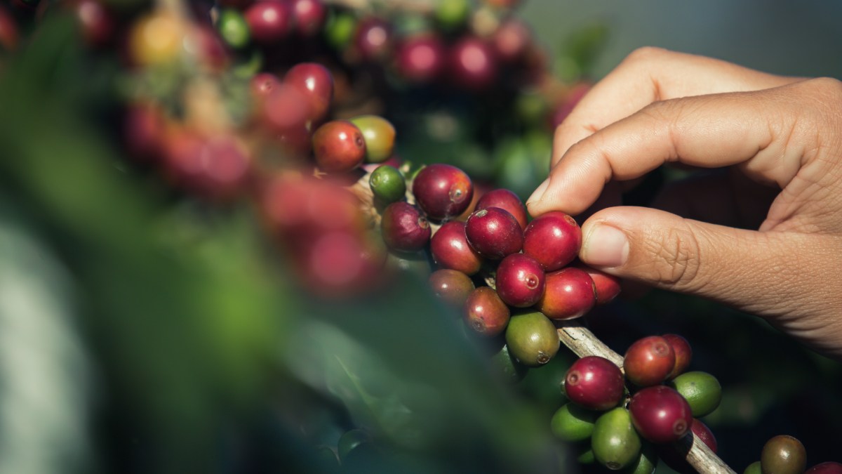 Antes de virar pó e bebida, o café nasce em forma de uma pequena bola vermelha, conhecida como cereja do café, que cresce diretamente nos ramos da planta