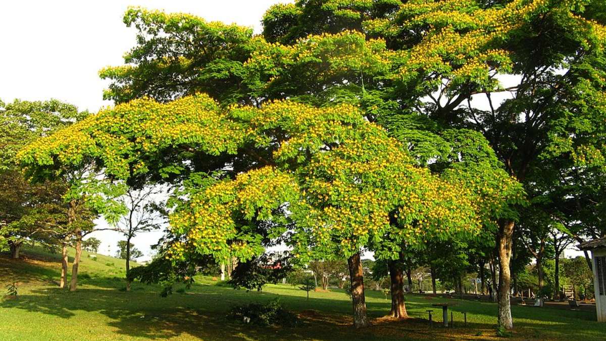 1. Sibipiruna (Caesalpinia pluviosa): forma sombra entre 3 e 5 anos e pode atingir cerca de 8 metros de altura nesse período; precisa de solo fértil e regas semanais nos primeiros 12 meses para crescer com rapidez (Foto: mauroguanandi/Wikimedia Commons)