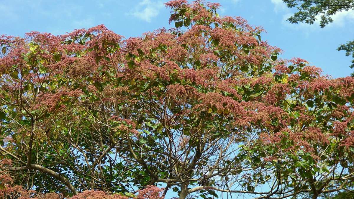 3. Pau-de-jangada (Apeiba tibourbou): gera sombra em aproximadamente 3 a 5 anos; em regiões quentes, pode ultrapassar 6 metros de altura nesse intervalo (Foto: Alejandro Bayer Tamayo/Wikimedia Commons)