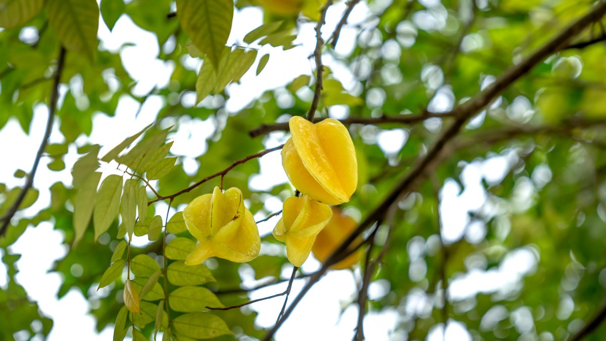 Apesar de comum em feiras e quintais, a carambola não nasceu no Brasil (Foto: Pexels)