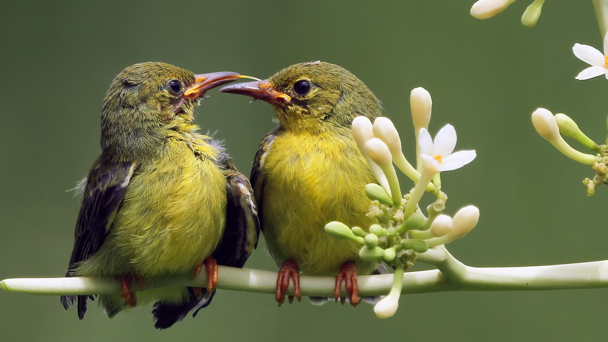O efeito é potencializado pela diversidade: quanto mais espécies diferentes cantando juntas, maior é a sensação de bem-estar - (kuritafsheen77/Freepik)