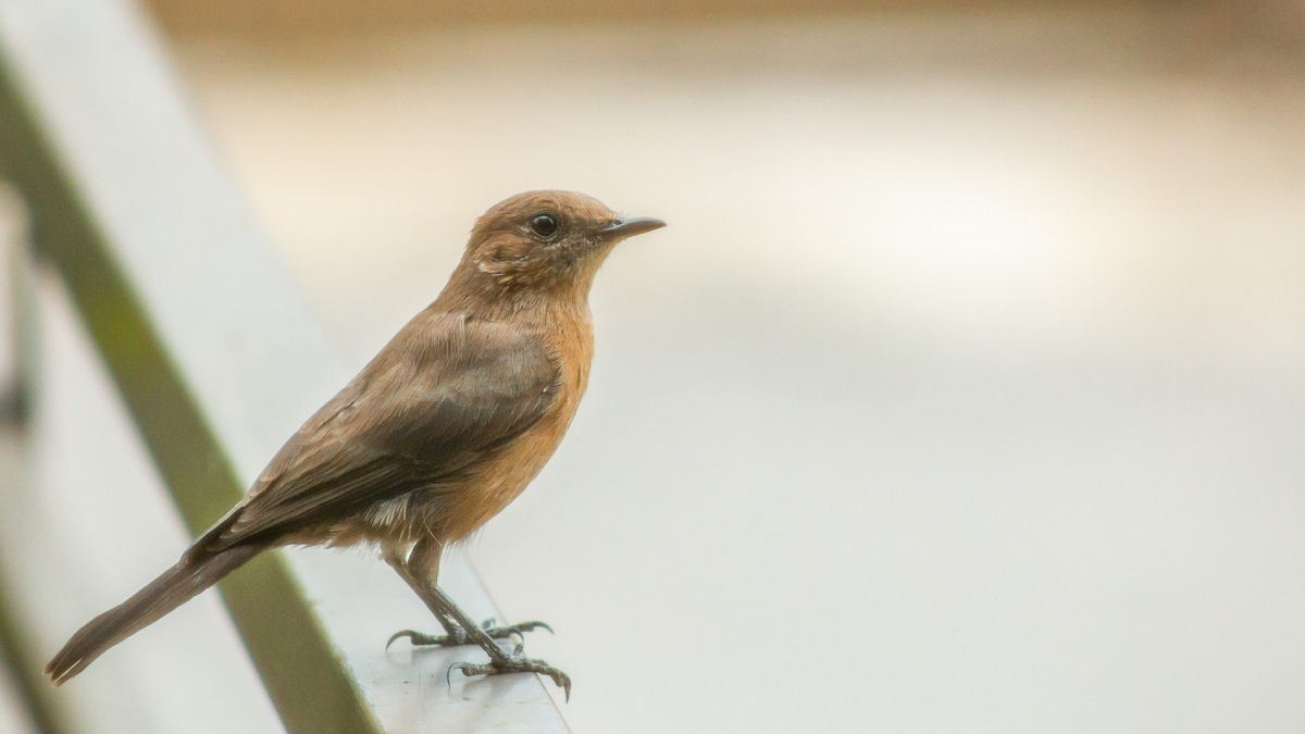 Diferente das buzinas e luzes das cidades, os sons das aves capturam nossa atenção sem nos sobrecarregar, permitindo uma restauração cognitiva ou uma espécie de "limpeza da mente" - (Wirestock/Freepik)