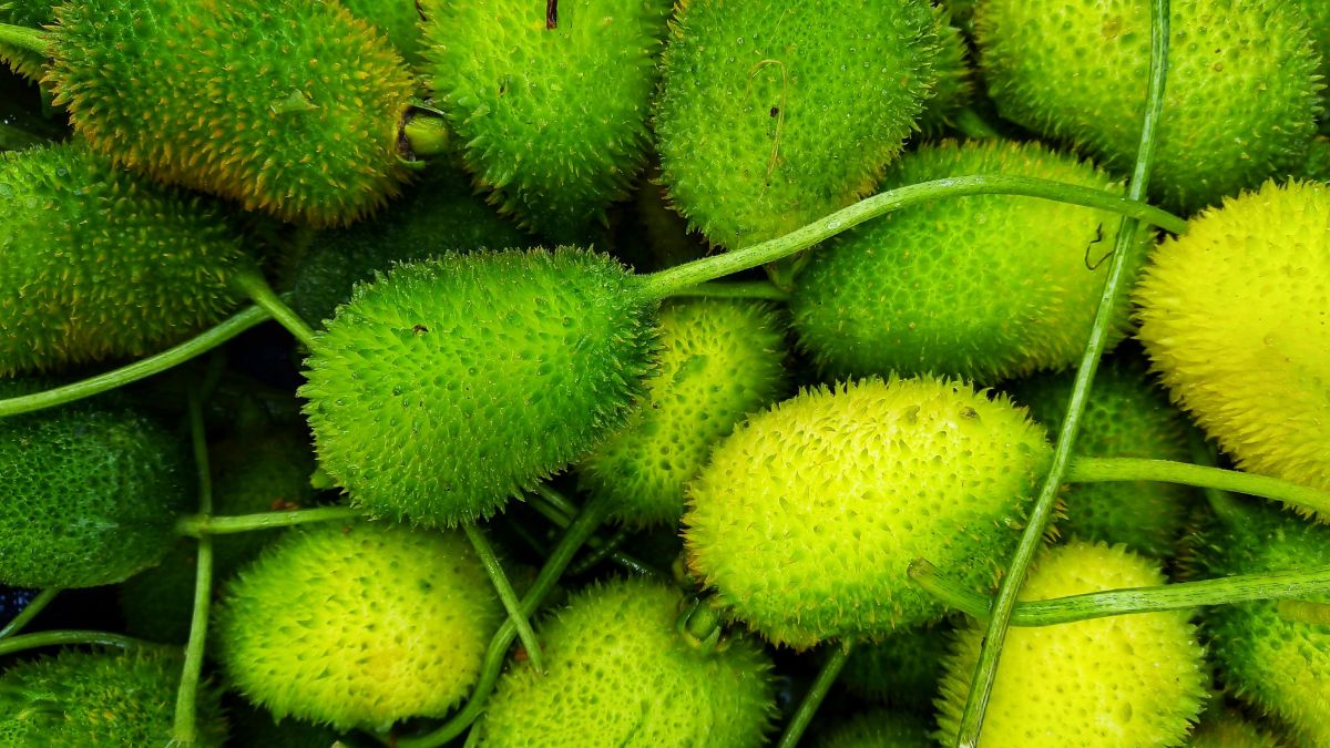 Rico em fibras e nutrientes, o alimento ganha destaque por seu baixo custo e valor nutricional. Foto: Pexels