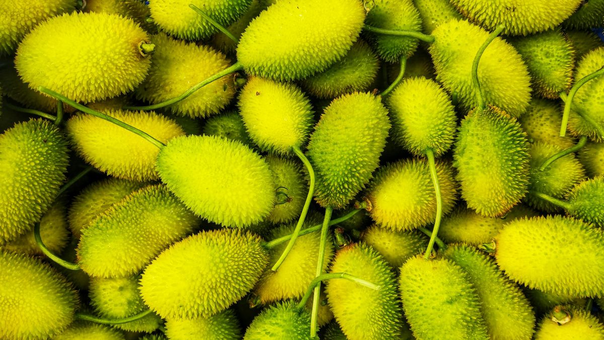 O maxixe é um vegetal versátil que pode ser preparado de diversas formas no dia a dia. Foto: Pexels