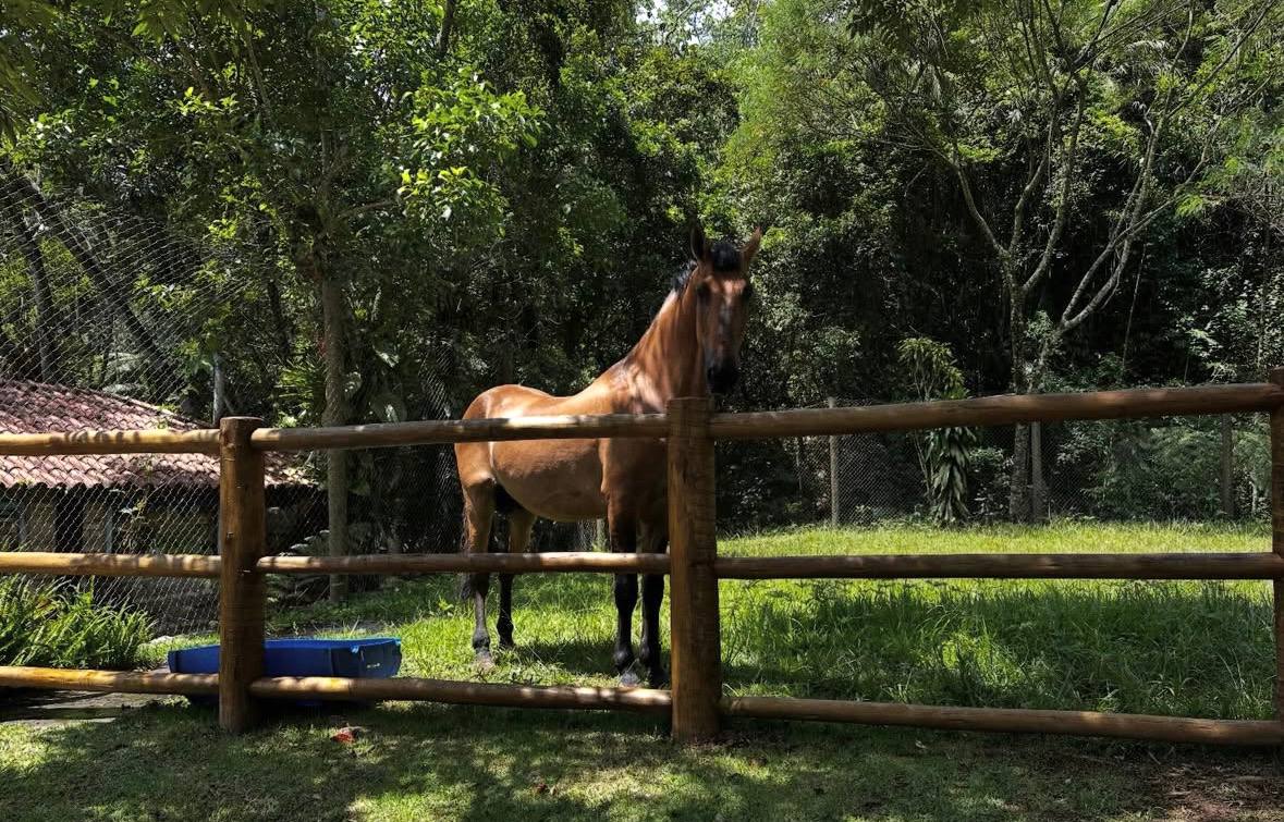 Marcello Novaes de Avenida Brasil vive em sítio isolado e planta a própria comida /Reprodução/Instagram