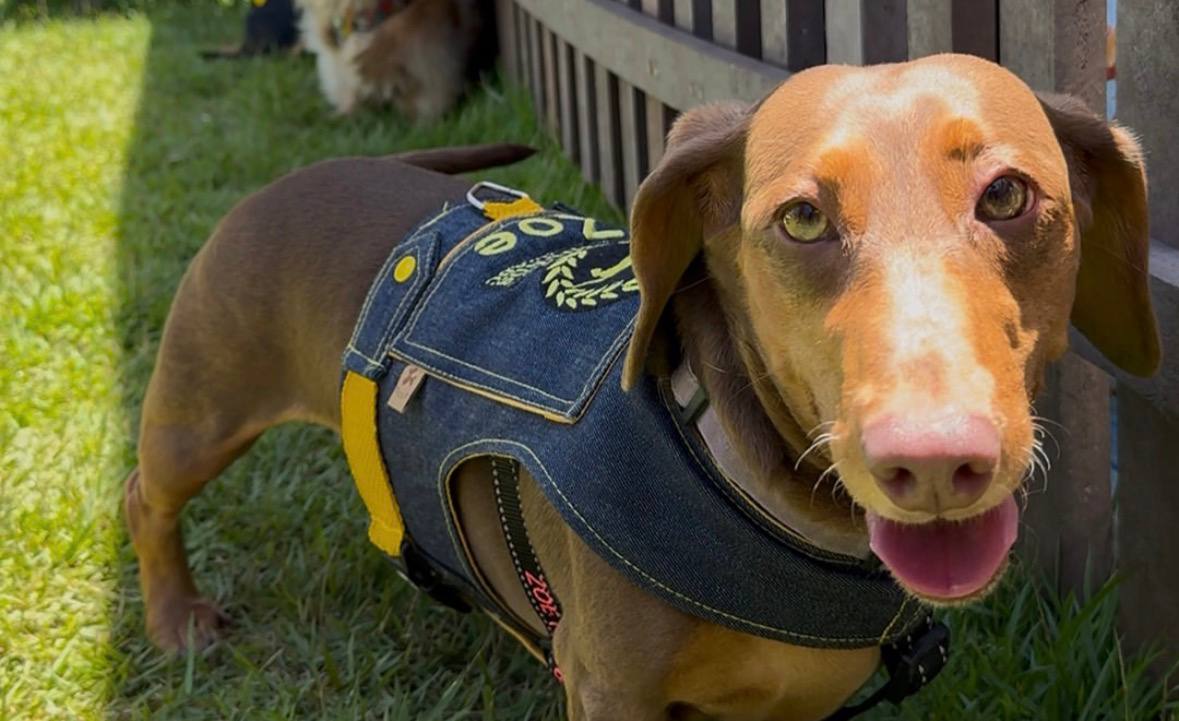 Na edição anterior, o evento reuniu tutores e cães da raça dachshund /Reprodução/Instagram