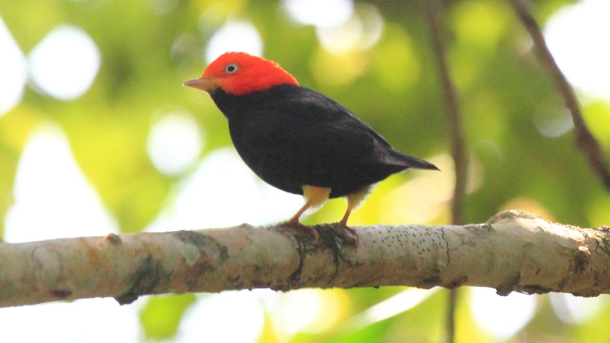 A dança do red-capped manakin não é mero enfeite: ela funciona como uma vitrine de vigor e coordenação, decisiva na escolha da parceira. Foto: Wikimedia Commons