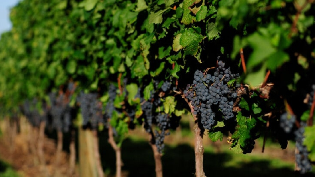 Na região da Campanha Gaúcha, considerada uma das melhores produtoras de vinho do Hemisfério Sul são cultivadas difversas variedades - (Reprodução)