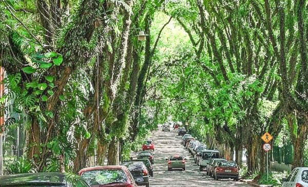 Túnel de árvores forma cenário único e encanta quem passa pela rua