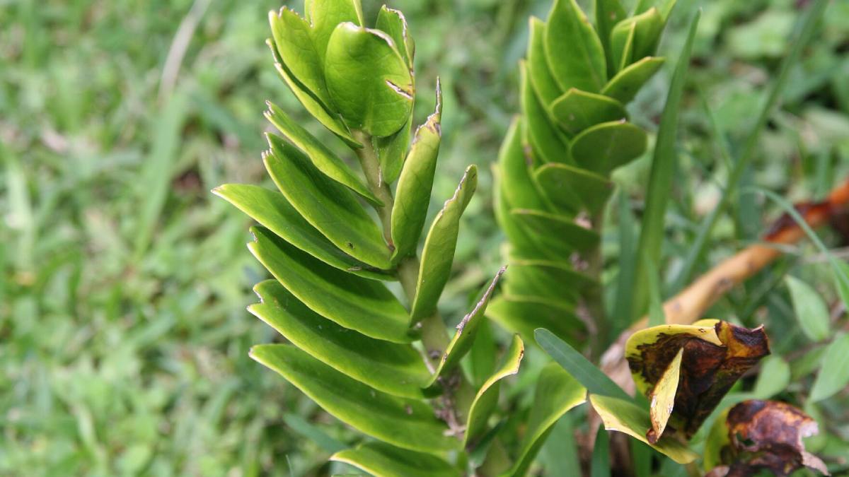 A zamioculca tem fama de resistente, mas o excesso de rega é o principal motivo pelo qual ela adoece e apodrece nas casas. Foto: Wikimedia Commons
