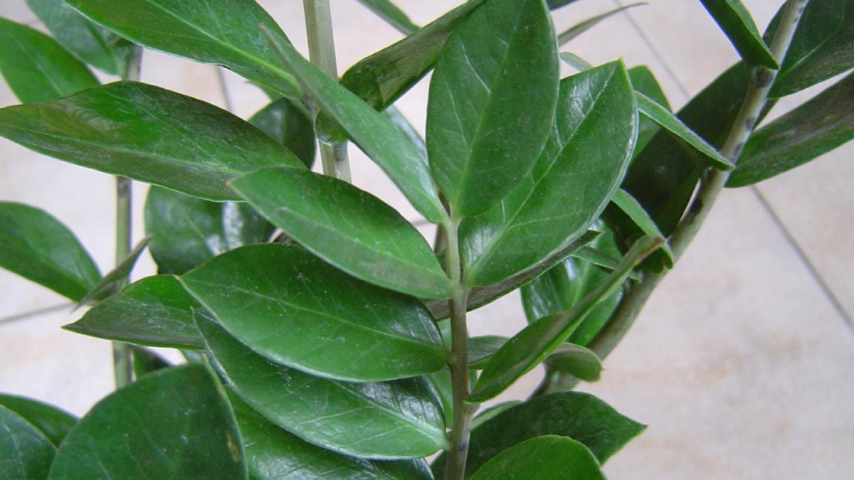 Dicas de especialista fazem toda a diferença no cuidado com essa planta. Foto: Wikimedia Commons
