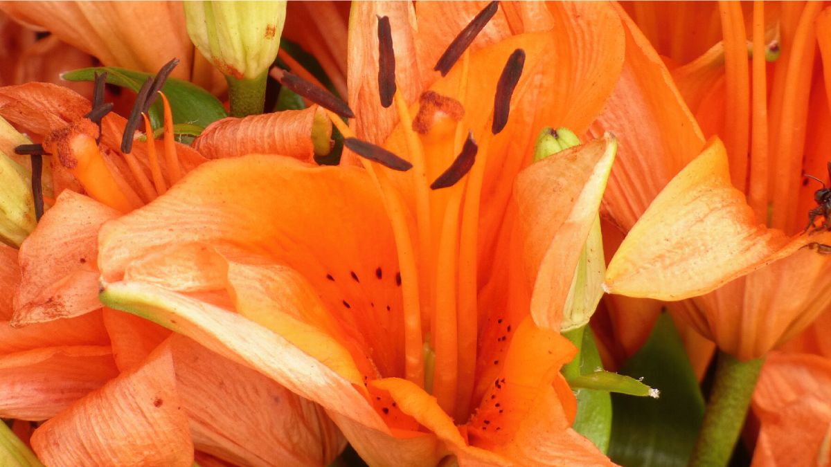 Muitas plantas ornamentais podem intoxicar cães e gatos. Em alguns casos, basta mastigar folhas, flores ou caules para surgirem sintomas. Foto: Wikimedia Commons