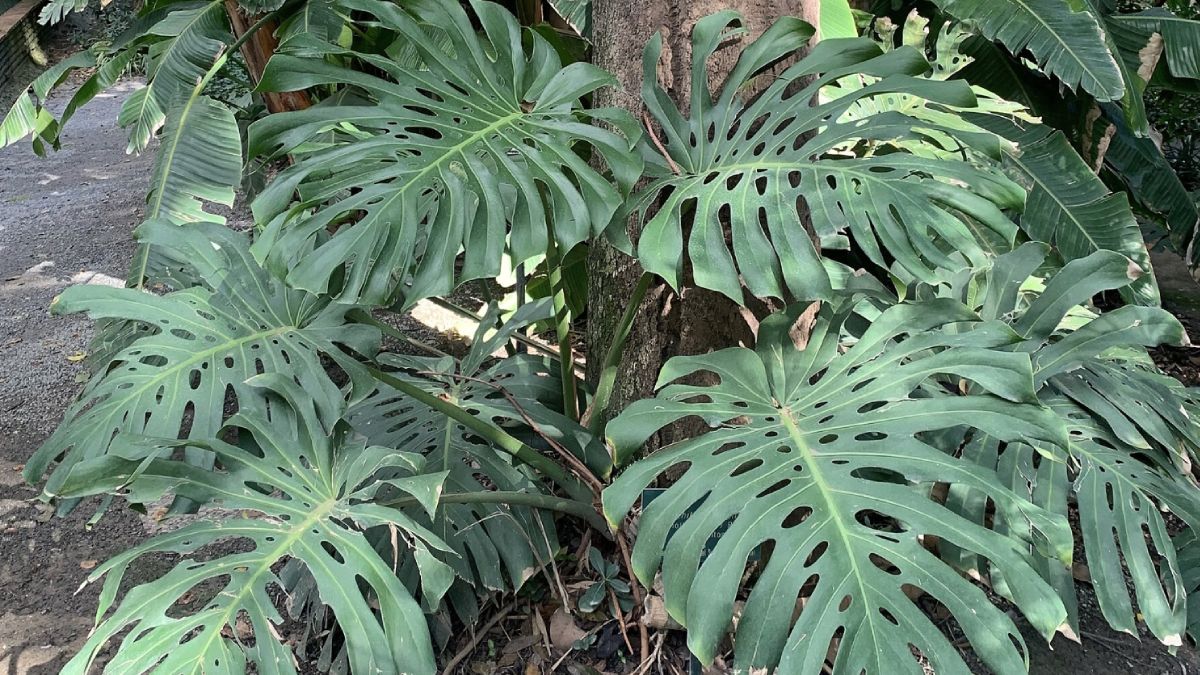 Há alternativas seguras para quem não abre mão do verde em casa. A escolha certa reduz riscos e evita sustos no dia a dia. Foto: Wikimedia Commons