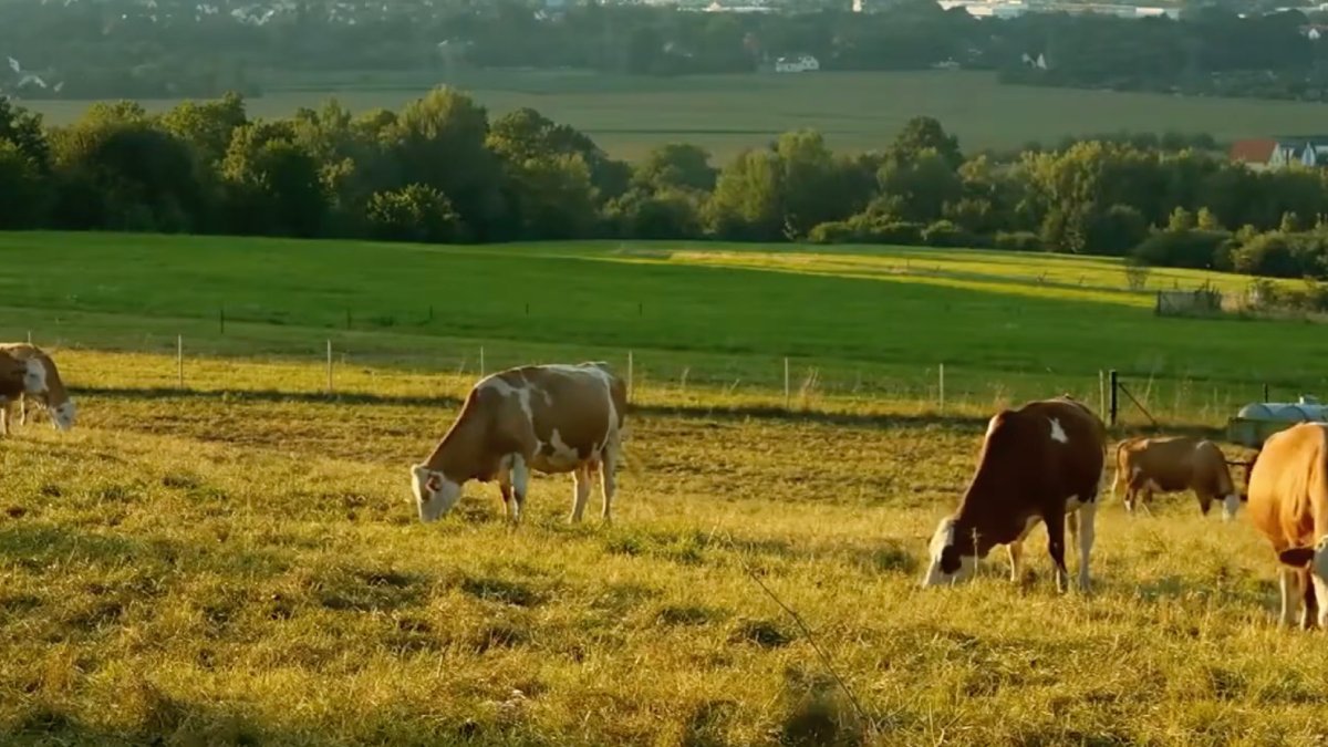 Sułoszowa, no sul da Polônia, virou assunto mundial por concentrar casas e moradores ao longo de uma única via principal, em um desenho urbano linear preservado por séculos. Foto: Reprodução/Youtube