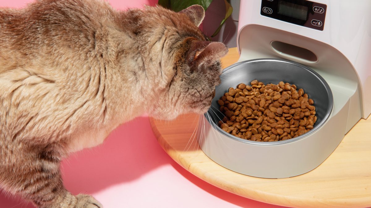 Quando o gato passa a comer menos com frequência, perde peso ou muda de comportamento, vale procurar um veterinário. Foto: Freepik