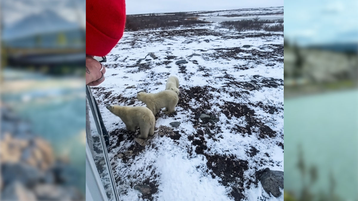 Explore o território canadense através de trilhos históricos, passando por florestas temperadas e encontrando ursos polares em seu habitat natural. Foto: Reprodução/Instagram/@Global Viagem