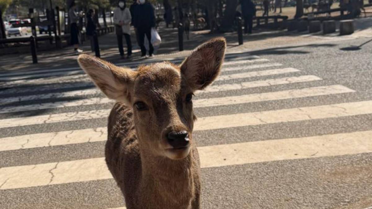 1. Cervos circulam livremente entre visitantes no Parque de Nara, no Japão. Foto: Adriana Baroli/Gazeta de S. Paulo