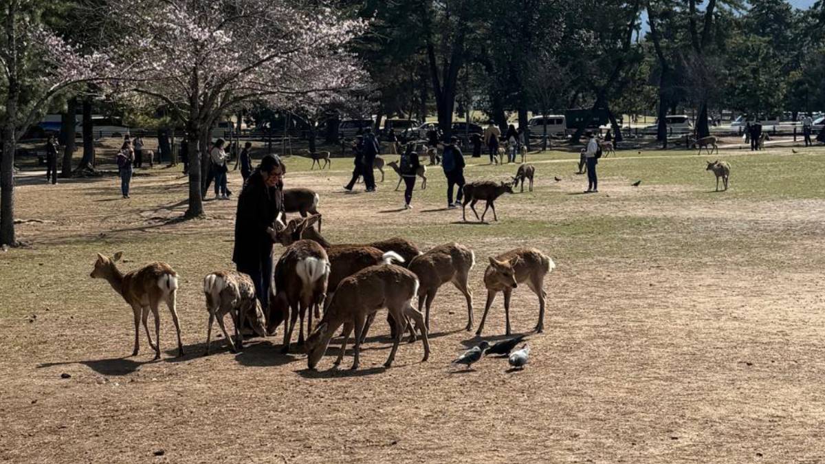 3. Animais convivem com humanos em cenário único no Japão. Foto: Adriana Baroli/Gazeta de S. Paulo