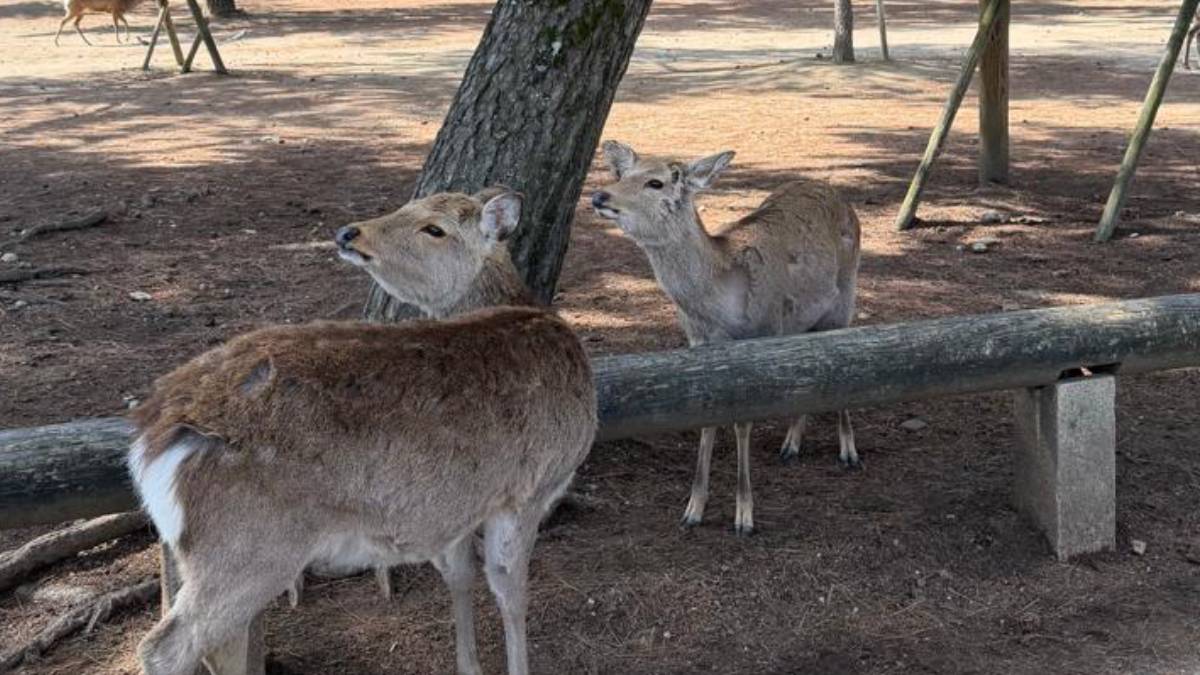 5. Cena cotidiana em Nara mostra proximidade entre natureza e cidade. Foto: Adriana Baroli/Gazeta de S. Paulo