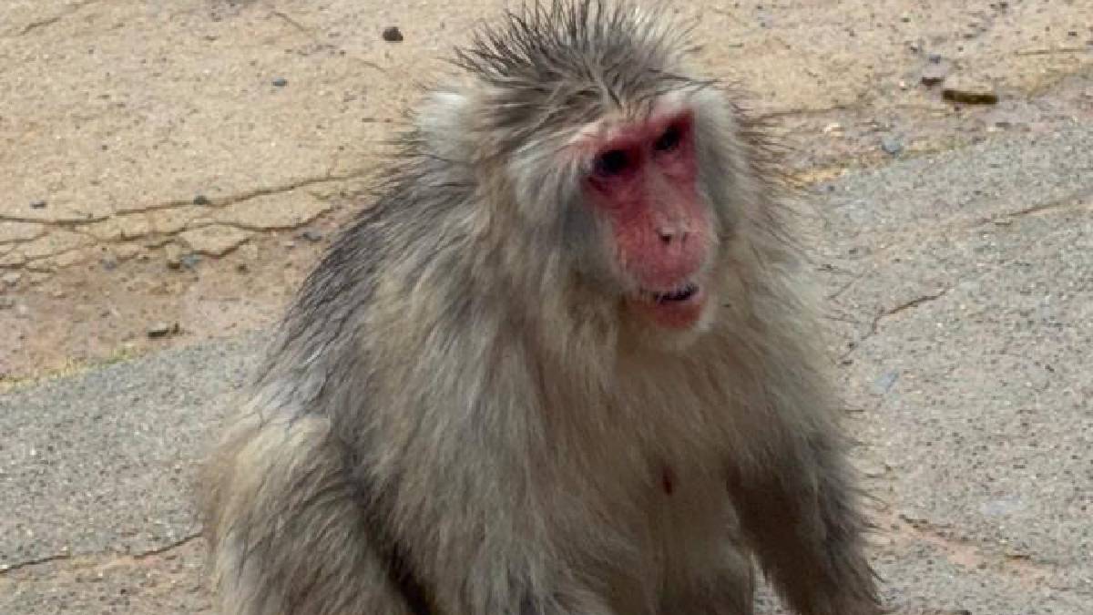 8. Animais são considerados símbolos culturais e atraem visitantes. Foto: Adriana Baroli/Gazeta de S. Paulo