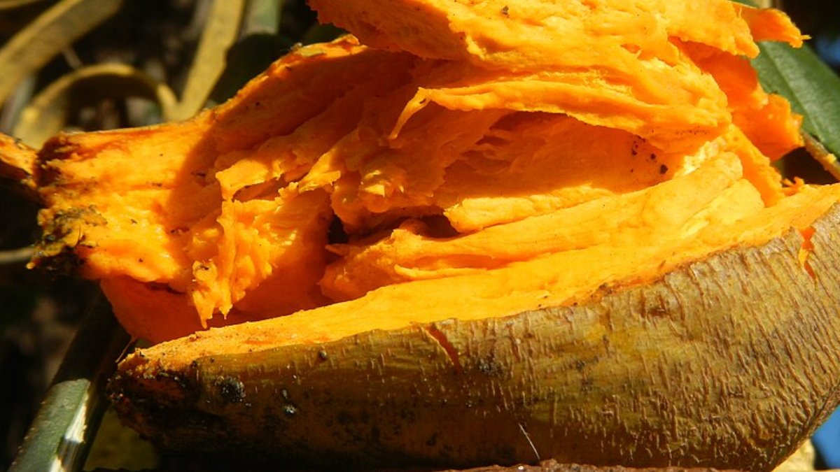 Comum em regiões tropicais, a "fruta de ouro" ganha destaque pela cor vibrante e pelo alto valor nutricional. Foto: Wikimedia Commons
