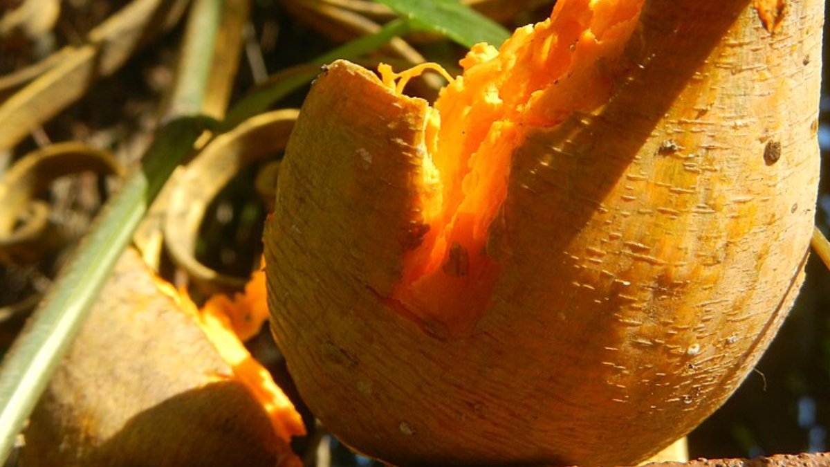 No ponto certo de maturação, a fruta apresenta uma casca alaranjada e polpa macia que cede ao toque. Foto: Wikimedia Commons