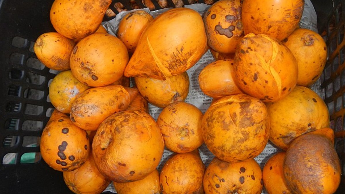 Conhecido como fruta-ovo, o canistel surpreende pela polpa amarela intensa e textura que lembra um pudim firme. Foto: Wikimedia Commons