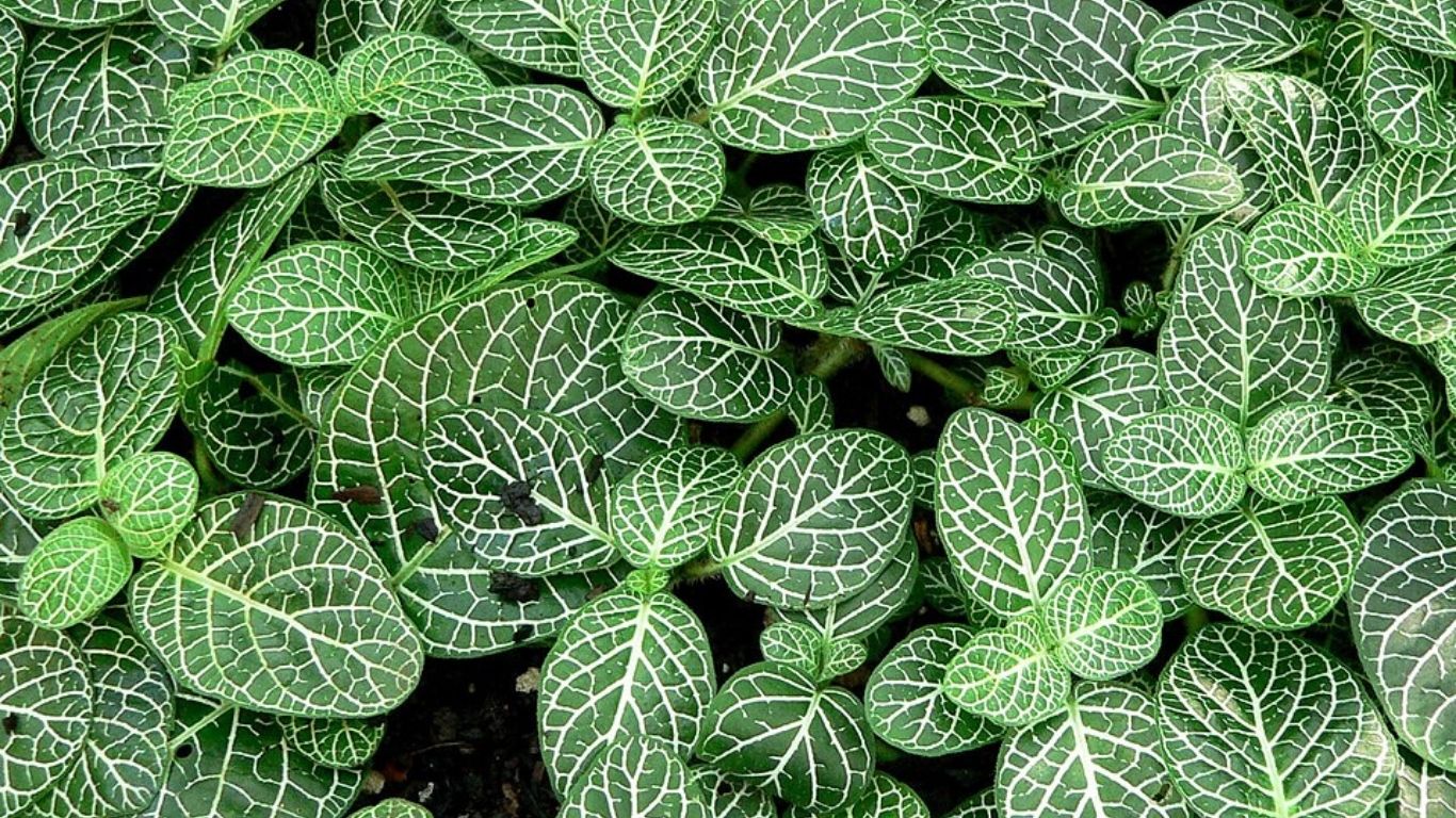 Fitônia: Pequena no tamanho, mas gigante no estilo, ideal para decorar espaços compactos (Foto: Stan Shebs/ Wikimedia Commons)
