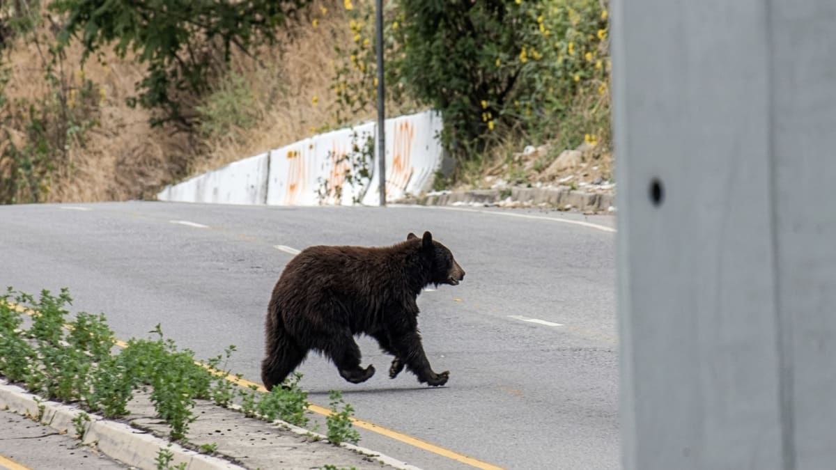 Urso foi visto caminhando entre casas de bairro residencial na Califórnia - Reprodução/Rede ABC