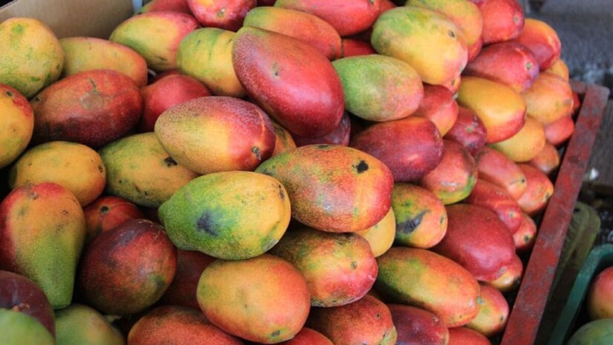 Paisagem urbana cercada por mangueiras chama a atenção de turistas em Jardinópolis
