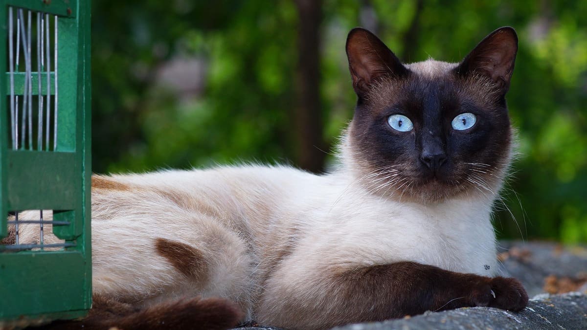 O Siamês é facilmente reconhecido pelos olhos azuis marcantes, pela coloração característica da pelagem e pelo jeito comunicativo e carinhoso com os donos / Foto: Pixabay