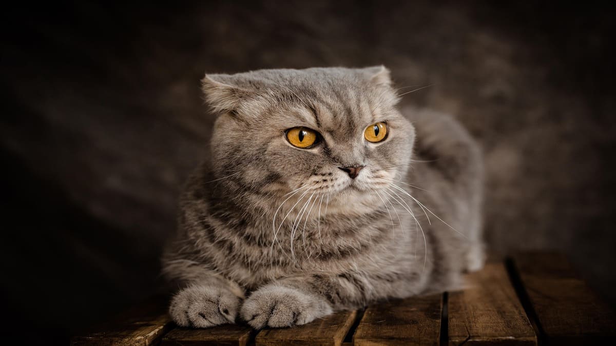 O Ragdoll se destaca pelos olhos azuis intensos, pela pelagem extremamente macia e pelo comportamento calmo, fatores que ajudam a explicar o sucesso da raça entre famílias / Foto: Pixabay