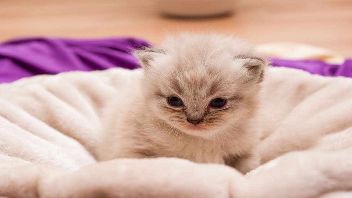 O gato Persa chama atenção pelos pelos longos e macios, pelo rosto delicado e pela personalidade tranquila, sendo considerado uma das raças mais elegantes e carinhosas / Foto: Pixabay