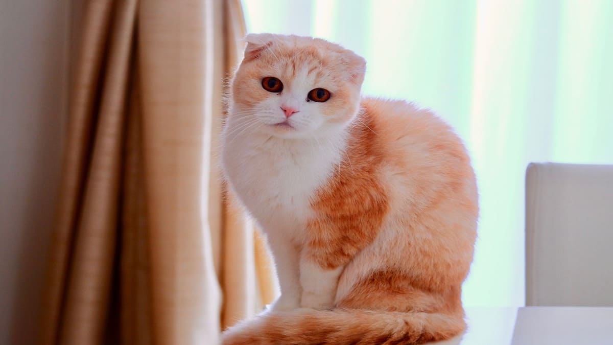 O Scottish Fold conquistou popularidade por causa das orelhas dobradas e da expressão sempre curiosa, além de ser um gato sociável e bastante apegado aos tutores / Foto: Pixabay