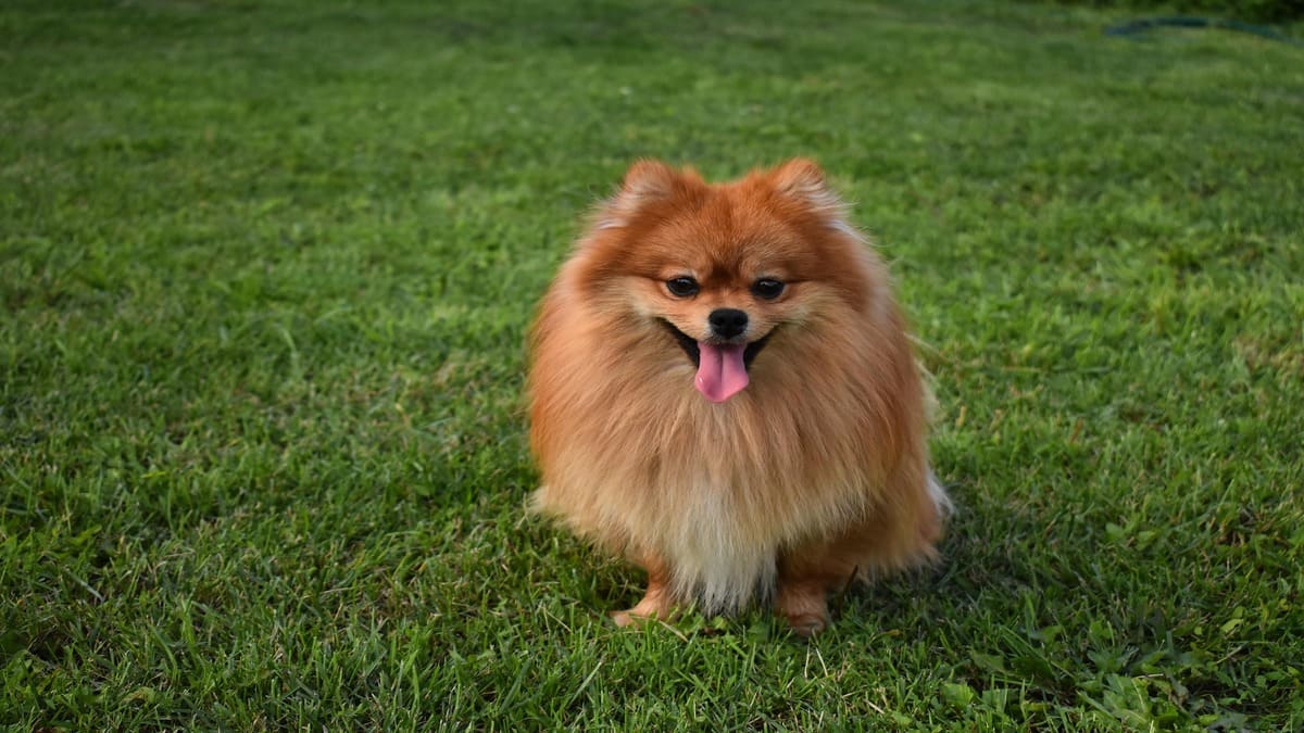 O Lulu da Pomerânia, também chamado de Spitz Alemão, chama atenção pela aparência semelhante à de uma pequena raposa, com pelagem extremamente volumosa, cauda curvada sobre o dorso e um olhar cheio de expressão. Apesar do tamanho compacto, é um cão muito ativo, inteligente e leal, conhecido por acompanhar os donos pela casa e demonstrar bastante energia no dia a dia. / Créditos: Pixabay
