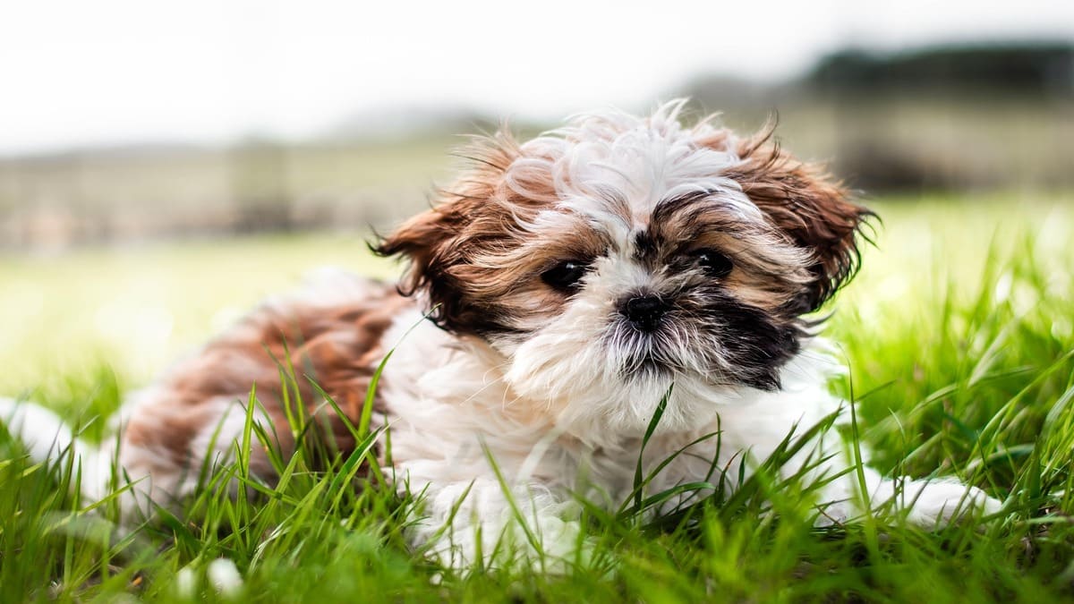 O Bichon Frisé conquista admiradores pelo pelo branco, cacheado e macio, que lembra uma verdadeira bolinha de algodão. Além da aparência delicada, a raça é conhecida pelo comportamento alegre, dócil e sociável, sendo uma companhia muito querida por famílias com crianças e também por quem procura um cachorro brincalhão e carinhoso. / Créditos: Pixabay