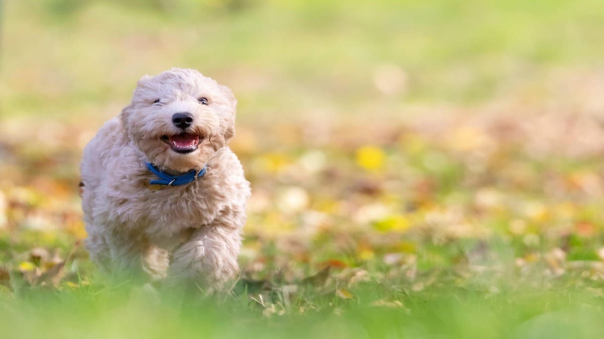 O Shih Tzu se destaca pelo rosto achatado, pelos longos e sedosos e pelos olhos grandes e expressivos que ajudam a criar sua aparência encantadora. Muito afetuoso e tranquilo, costuma se adaptar facilmente à rotina em apartamentos e prefere momentos de carinho e companhia ao lado da família. / Créditos: Pixabay