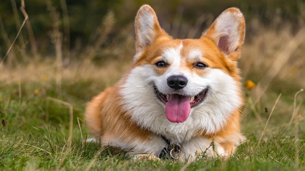 O Welsh Corgi é facilmente reconhecido pelo corpo alongado, pernas curtas e orelhas grandes e empinadas, características que deixam a raça ainda mais carismática. Inteligente, curiosa e bastante animada, essa raça de pastoreio adora participar da rotina dos donos e costuma criar fortes laços com a família. / Créditos: Pixabay
