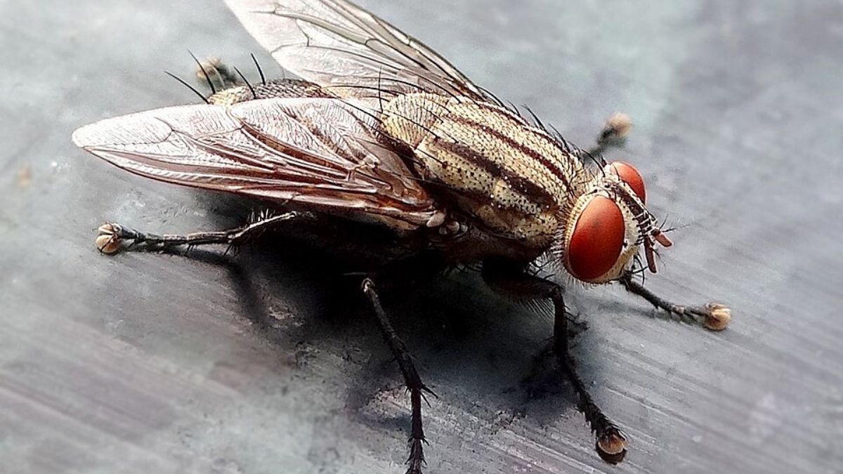 A mosca-doméstica está entre os insetos mais associados à convivência humana (Foto: USDAgov / Wikimedia Commons)
