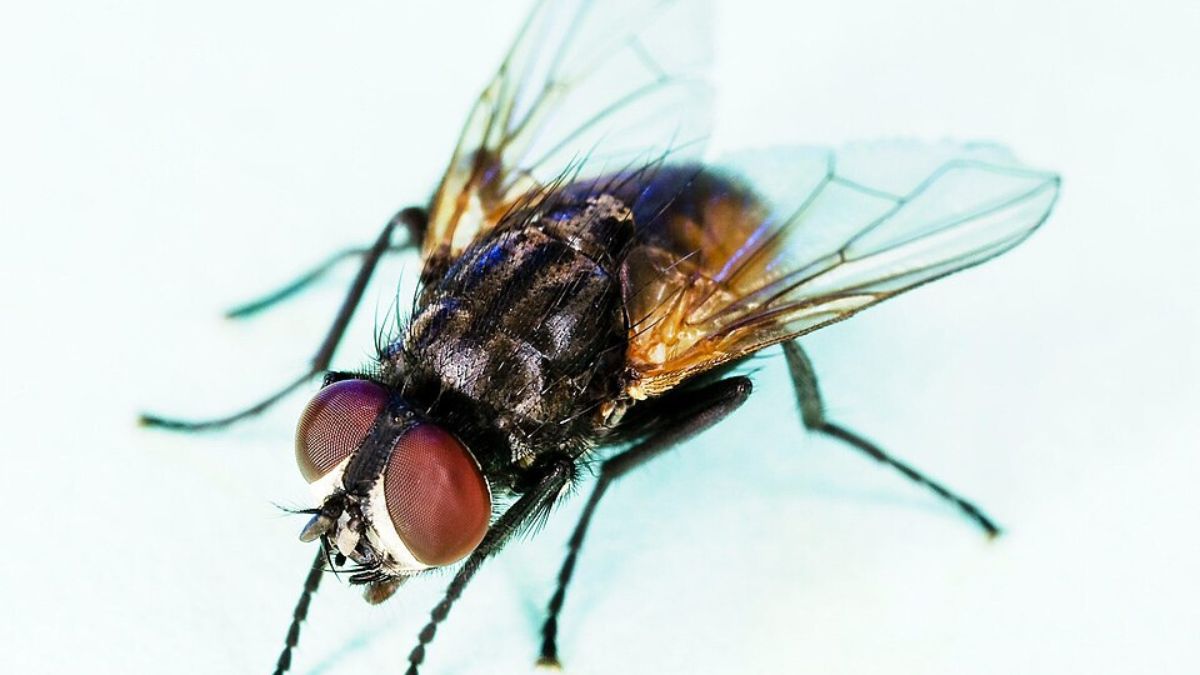 A visão das moscas depende de olhos compostos, formados por muitas unidades visuais pequenas (Foto: fredrik Andreasson / Wikimedia Commons)