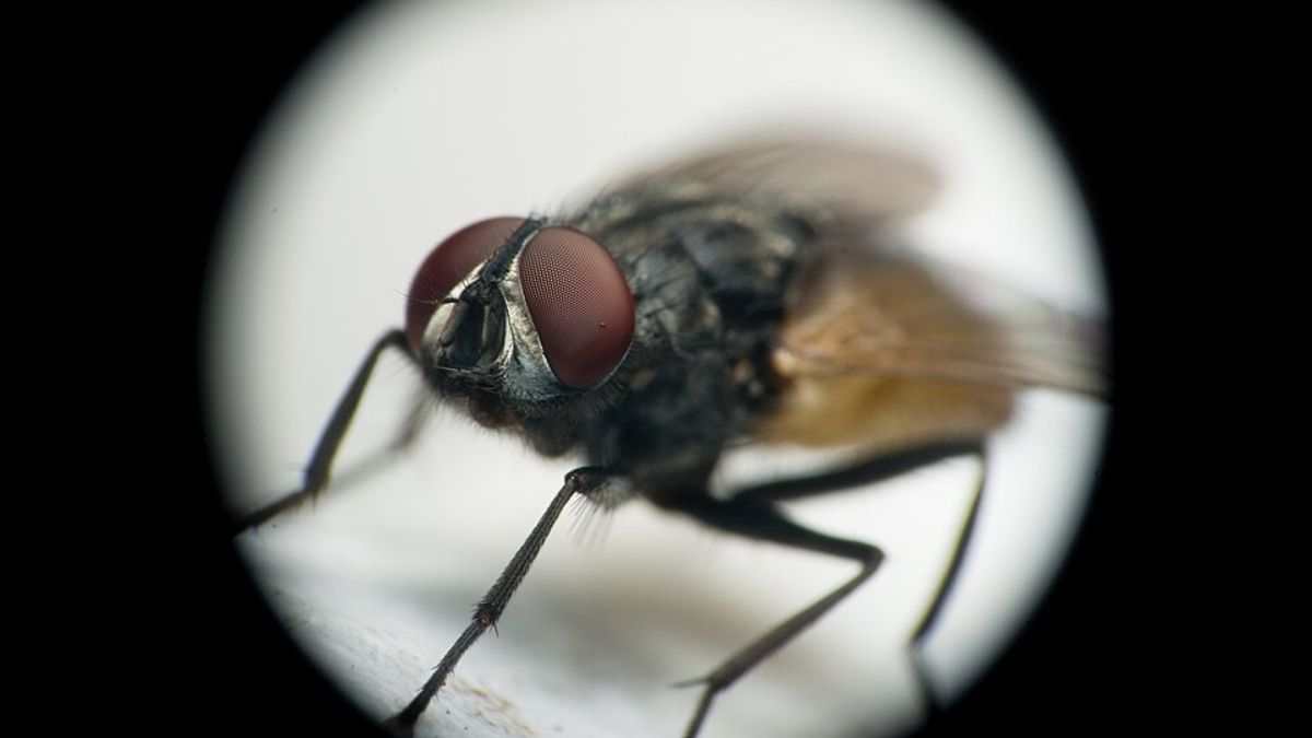 Além dos olhos, a cabeça das moscas reúne antenas e peças bucais adaptadas ao modo de vida desses insetos (Foto: Axislit / Wikimedia Commons)