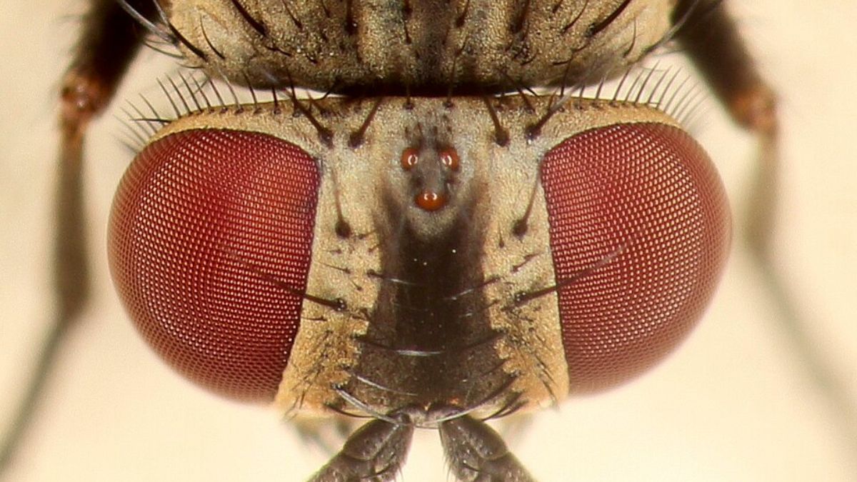 Os olhos compostos ajudam a explicar por que as moscas reagem tão rápido a movimentos ao redor (Foto: Rathnavelrat / Wikimedia Commons)