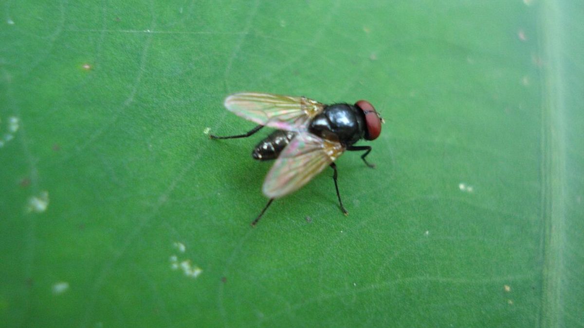 Mesmo pequenas, as moscas têm estruturas sensoriais capazes de detectar mudanças rápidas no ambiente (Foto: Anoopkn / Wikimedia Commons)