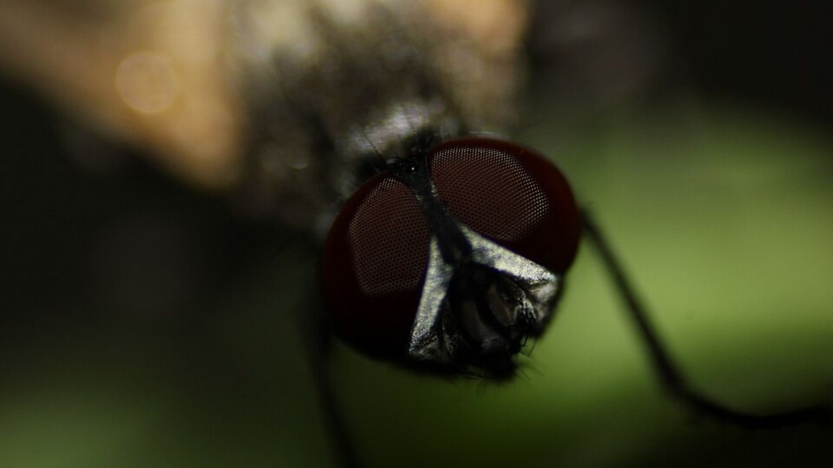 Vista de perto, a mosca revela uma anatomia muito mais complexa do que parece no cotidiano (Foto: Rodrigo Menezes / Wikimedia Commons)