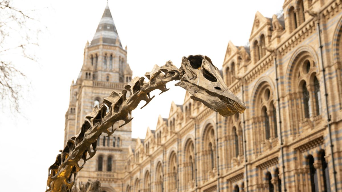 Museus de história natural ajudam o público a visualizar fósseis que, muitas vezes, são encontrados em partes (Foto: Sebastian Dziomba / Pexels)