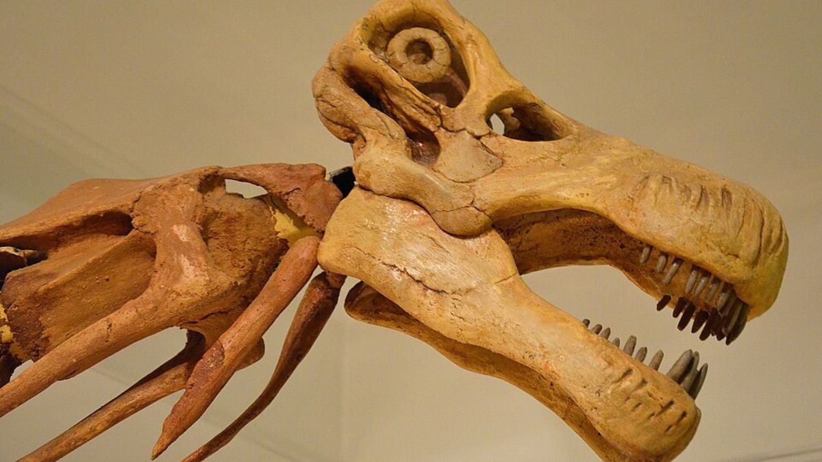 Titanossauros viveram em diferentes regiões do planeta antes do fim da era dos dinossauros (Foto: Adrian Grycuk / Wikimedia Commons)