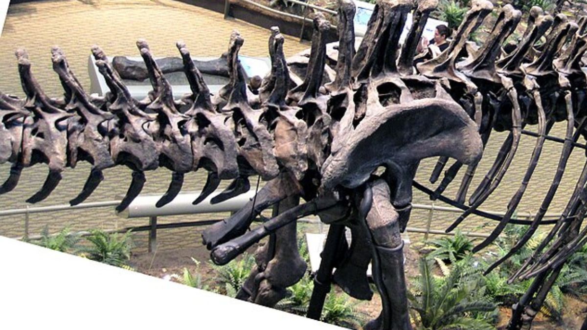 Diplodocus é outro saurópode conhecido pelo pescoço e pela cauda extremamente longos (Foto: James St. John / Wikimedia Commons)