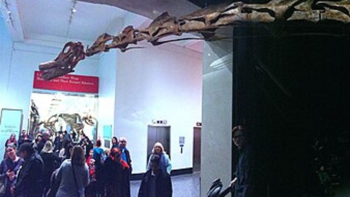 Esqueleto de titanossauro ajuda a visualizar o porte de dinossauros gigantes como o Nagatitan (Foto: D. Benjamin Miller / Wikimedia Commons)