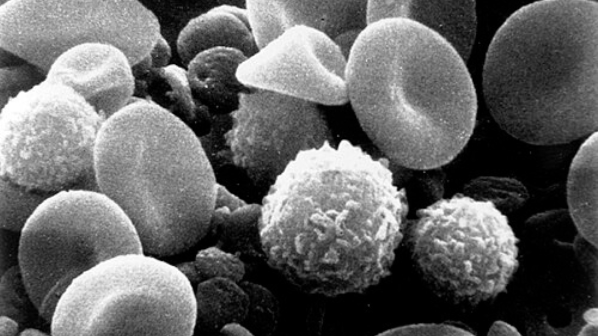Células sanguíneas vistas em microscopia eletrônica ajudam a contextualizar o ambiente por onde células tumorais podem circular após deixar o tumor original (Foto: Bruce Wetzel e Harry Schaefer / National Cancer Institute)