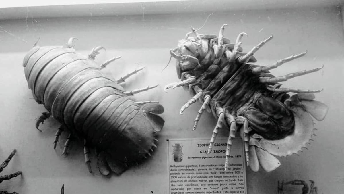 Uma versão gigante de um "tatuzinho de jardim" só que do tamanho de um gato. Eles vivem no fundo do oceano se alimentando do que sobra (Foto: Mário NET/ Wikimedia Commons)